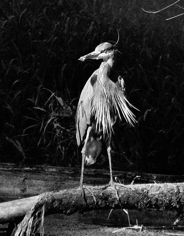 heron